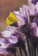 80_1_002~0.jpg