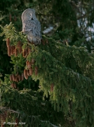 Lapinp�ll� k�pykuusessa.JPG