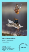 Markku_Nikki_Behaviour_Birds_WPY.JPG