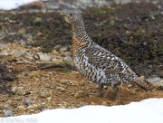 Tiedostonimi=_A9A1453_net.JPG
Tiedostokoko=1423kt
Koko=1318x1000
Lisätty=%12.%07.%2024 _A9A1453_net.JPG