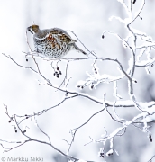 Tiedostonimi=_M1R2810.jpg
Tiedostokoko=584kt
Koko=956x1000
Lisätty=%15.%03.%2024 _M1R2810.jpg