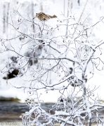 Tiedostonimi=_M1R2905_2.JPG
Tiedostokoko=815kt
Koko=827x1000
Lisätty=%26.%02.%2023 _M1R2905_2.JPG