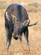 Tiedostonimi=_A9A4422_net.JPG
Tiedostokoko=1029kt
Koko=743x1000
Lisätty=%12.%09.%2025 _A9A4422_net.JPG