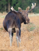 Tiedostonimi=_A9A4459_net.JPG
Tiedostokoko=1053kt
Koko=775x1000
Lisätty=%12.%09.%2025 _A9A4459_net.JPG