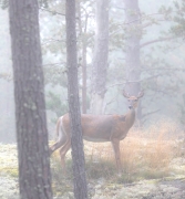 Tiedostonimi=_A9A8073_net.JPG
Tiedostokoko=901kt
Koko=928x1000
Lisätty=%09.%09.%2025 _A9A8073_net.JPG